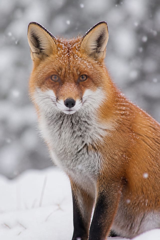 Fox in snow